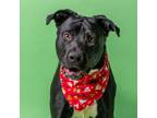 Adopt BART a Labrador Retriever, Mixed Breed