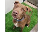 Adopt Kobe Bryant a Pit Bull Terrier, Mixed Breed