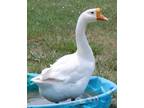 Adopt LAWSON a Goose