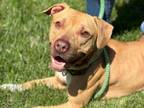 Adopt LIGHTNING MCQUEEN a Staffordshire Bull Terrier