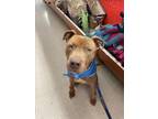 Adopt SHELL a Pit Bull Terrier