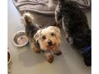 Adopt Ernest a Yorkshire Terrier, Mixed Breed