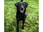 Adopt Jarred a Labrador Retriever, Mixed Breed