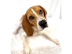Adopt Boon a Beagle, Mixed Breed