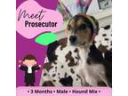 Adopt Prosecutor a Hound