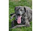 Adopt ROLO a Pit Bull Terrier, Mixed Breed