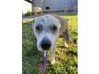 Adopt Willis a Labrador Retriever, Mixed Breed