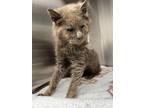 Adopt GANDALF THE GREY a Domestic Short Hair