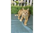 Adopt Clyde a Domestic Short Hair