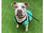 Adopt GUNTHER a American Staffordshire Terrier, Mixed Breed