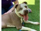 Adopt GUNTHER a American Staffordshire Terrier, Mixed Breed
