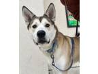 Adopt Aries a Siberian Husky