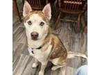 Adopt Clifford a Siberian Husky