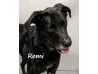 Adopt Remi a Black Labrador Retriever, Shepherd