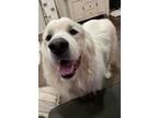 Adopt Daxter a Great Pyrenees