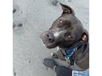 Adopt Titan a Pit Bull Terrier