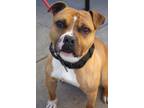 Adopt Maverick a Pit Bull Terrier