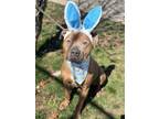 Adopt Dublin a American Staffordshire Terrier