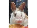 Adopt Fiat a Bunny Rabbit