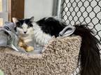 Adopt Henry a Domestic Long Hair