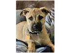 Adopt Dingo Lonestar a Black Mouth Cur, Boxer