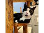 Adopt Stitch a Domestic Short Hair, Tuxedo