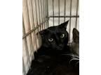 Adopt Kelcey a Domestic Short Hair