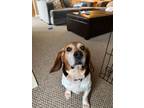 Adopt Hammy (In Foster) a Beagle