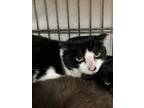 Adopt Harper a Domestic Short Hair