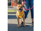 Adopt Ruger a Mixed Breed