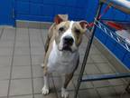 Adopt STRIPES a American Staffordshire Terrier, Mixed Breed