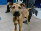 Adopt FORD a German Shepherd Dog, Mixed Breed