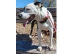 Adopt PETTIE a Pit Bull Terrier, Mixed Breed