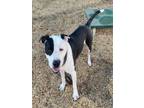 Adopt PETTIE a Pit Bull Terrier, Mixed Breed