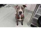 Adopt AATROX a Pit Bull Terrier, Mixed Breed