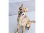 Adopt MARIO a German Shepherd Dog, Mixed Breed