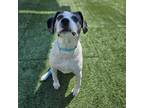 Adopt BANDIT a Beagle, Mixed Breed