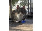 Adopt Tommy B a Domestic Short Hair