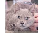 Adopt Diaval a Domestic Short Hair