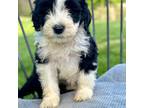 Portuguese Water Dog Puppy for sale in Hardin, IL, USA