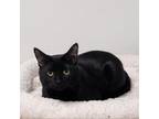 Adopt Craftsman a Domestic Short Hair