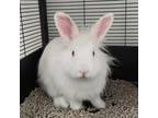 Adopt Flower a Lionhead