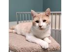 Adopt Dewalt a Domestic Short Hair