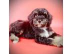 Mutt Puppy for sale in Culpeper, VA, USA