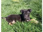 Adopt Waldo a Australian Shepherd, Labrador Retriever