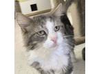 Adopt Galio a Domestic Long Hair, Tabby