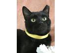 Adopt Boris a Domestic Short Hair