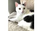 Adopt Lark a Domestic Short Hair