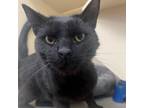 Adopt Romeo a Domestic Short Hair