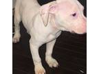 American Pit Bull Terrier Puppy for sale in Lancaster, PA, USA